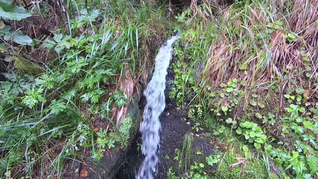 马德拉岛的月桂森林特写。旅游路线勒瓦达方丹斯25(25喷泉)。视频下载