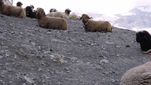 瑞士山区的一群羊视频素材