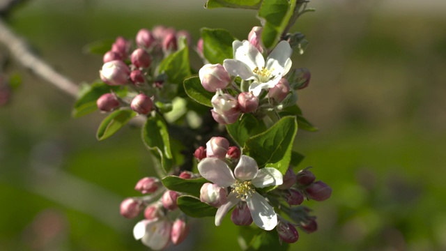 英国苹果园里的苹果花视频素材