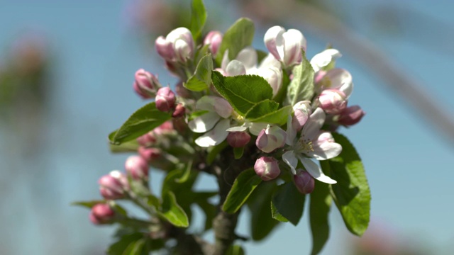 英国苹果园里的苹果花视频素材