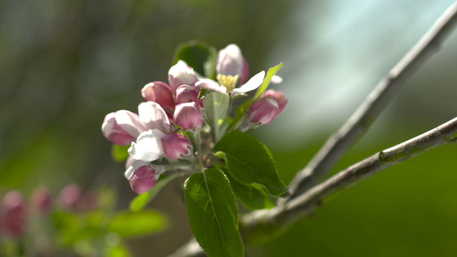 英国苹果园里的苹果花视频素材