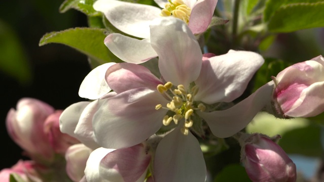 英国苹果园里的苹果花视频素材