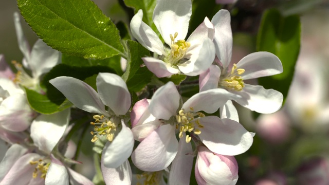 英国苹果园里的苹果花视频素材