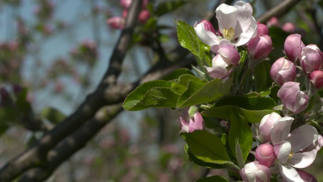 英国苹果园里的苹果花视频素材