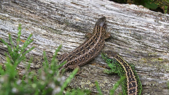 雄性沙蜥(Lacerta agilis)叮咬雌性。南唐斯丘陵视频素材