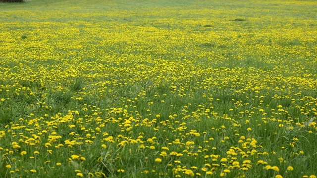 蒲公英在草地上。春天的黄花视频素材