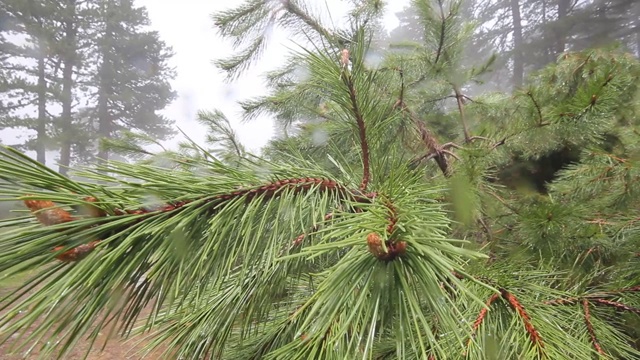 森林里的雨天视频下载