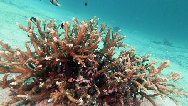 含印度小热带鱼(Dascyllus carneus)浅滩的健壮鹿角珊瑚(Acropora robusta)视频素材