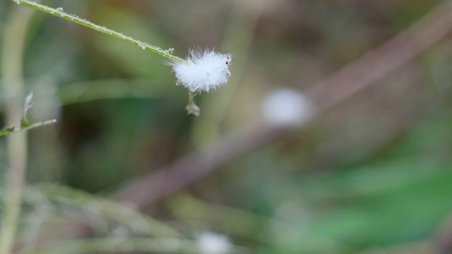 树上的黑波浪绒蛾毛虫视频素材