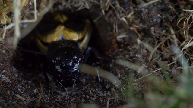 南唐斯的蟋蟀(Gryllus campestris)从巢中出来，发出鸣声视频素材