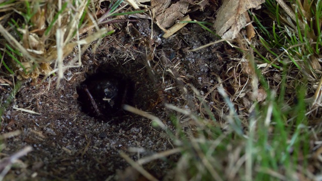 田野蟋蟀(Gryllus campestris)进入它的巢，南唐斯视频素材