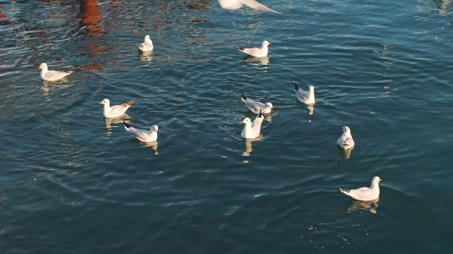 寒冷晴朗的一天，海面上有一群海鸥视频素材