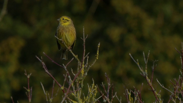 黄锤虫(Emberiza citrinella)栖息在树枝上，飞走了。南唐斯丘陵。视频素材