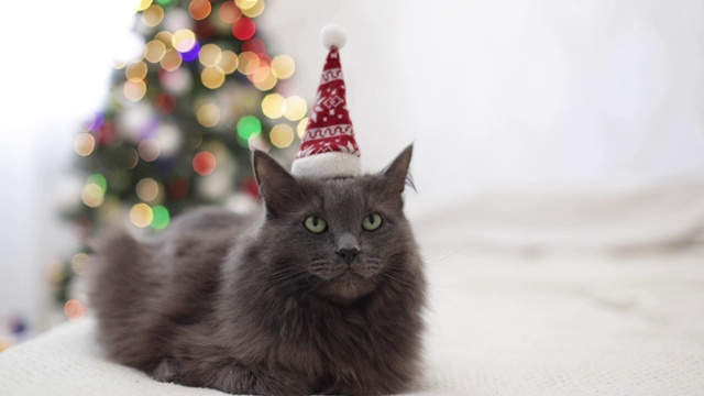 圣诞快乐!一只灰色的有趣的猫躺在圣诞老人的帽子里，背景是一棵装饰过的圣诞树。视频素材