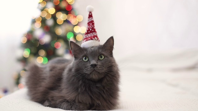 圣诞快乐!一只灰色的有趣的猫躺在圣诞老人的帽子里，背景是一棵装饰过的圣诞树。视频素材