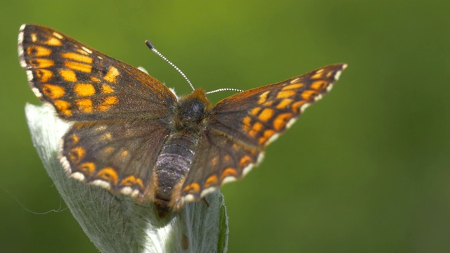 勃艮第蝴蝶公爵(Hamearis lucinia)视频素材