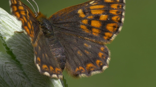 勃艮第蝴蝶公爵(Hamearis lucinia)视频素材