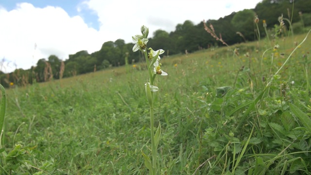 白蜂兰(Ophrys apifera)南唐斯视频素材