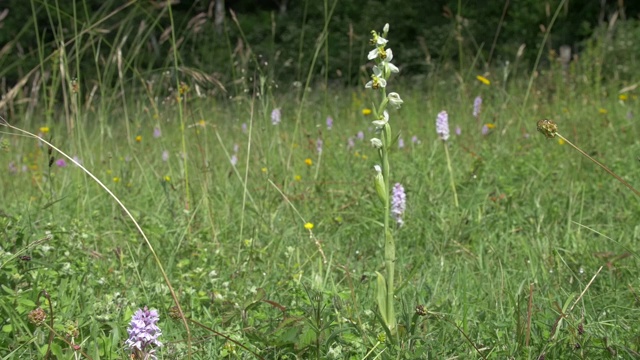 草原上的白蜂兰(Ophrys apifera)，其它兰花。南唐斯丘陵视频素材