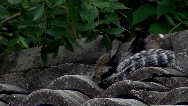 黑色簇绒狨(青鳉绒猴)正在检查脚。视频素材