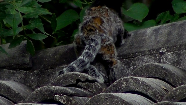 黑色簇毛绒猴(青鳉绒猴)正在检查尾巴。视频素材