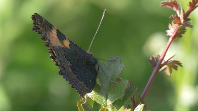 南唐斯的一种植物上起飞的小玳瑁蝴蝶(Aglais urticae)视频素材