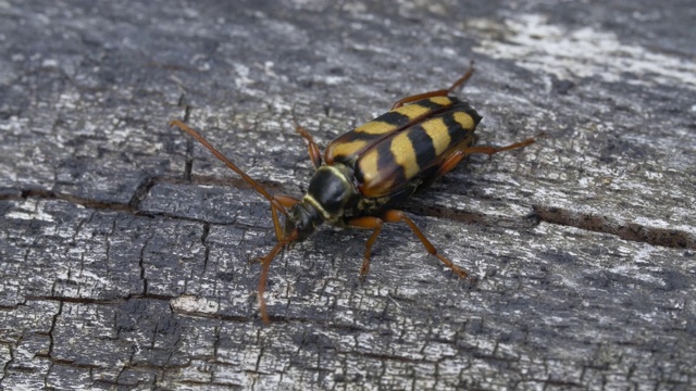 大黄蜂甲虫(Leptura aurulenta)落在一根原木上，南唐斯，苏塞克斯视频素材