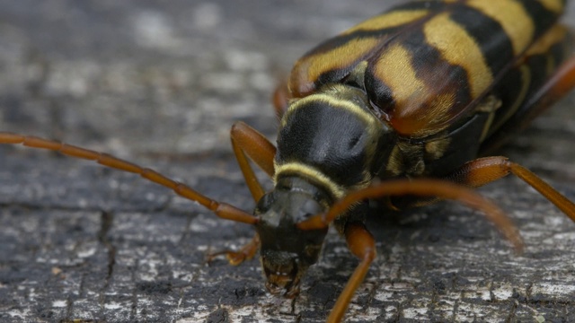 大黄蜂甲虫(Leptura aurulenta)落在一根原木上，南唐斯，苏塞克斯视频素材