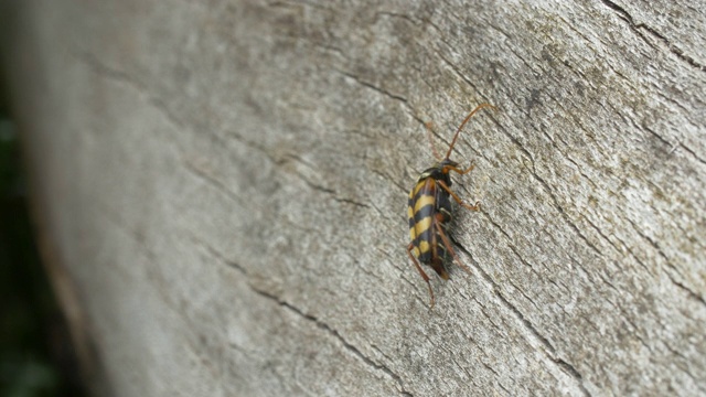 大黄蜂甲虫(Leptura aurulenta)落在一根原木上，南唐斯，苏塞克斯视频素材