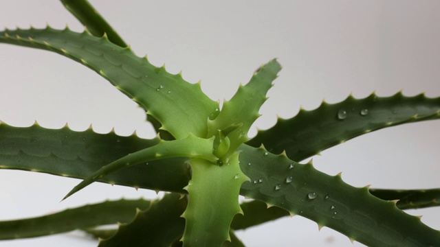 特写芦荟肉质植物与水滴。视频素材