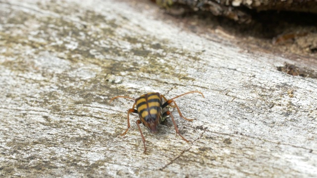 大黄蜂甲虫(Leptura aurulenta)落在一根原木上，南唐斯，苏塞克斯视频素材