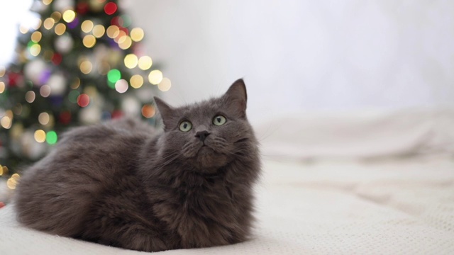 圣诞快乐!一只灰色有趣的猫躺在沙发上，背靠一棵装饰好的圣诞树。视频下载