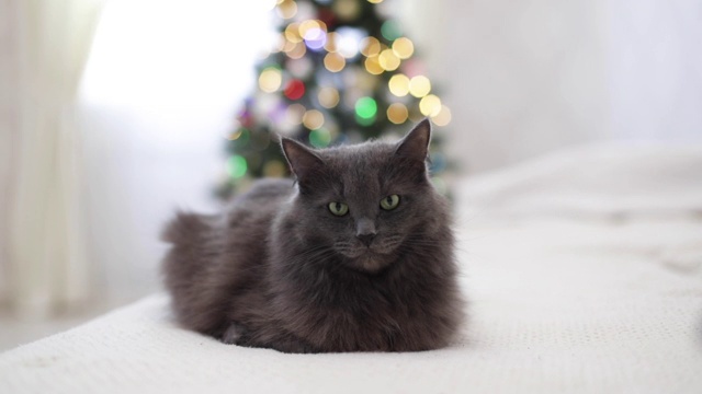 圣诞快乐!一只灰色有趣的猫躺在沙发上，背靠一棵装饰好的圣诞树。视频下载