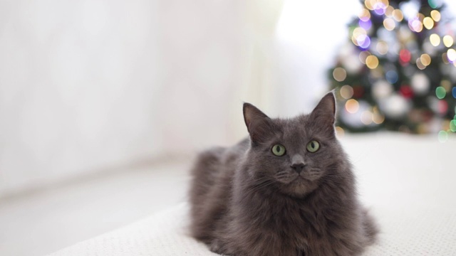 圣诞快乐!一只灰色有趣的猫躺在沙发上，背靠一棵装饰好的圣诞树。视频素材