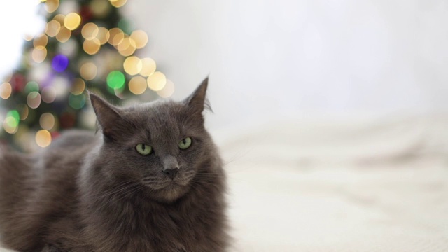 圣诞快乐!一只灰色有趣的猫躺在沙发上，背靠一棵装饰好的圣诞树。视频下载