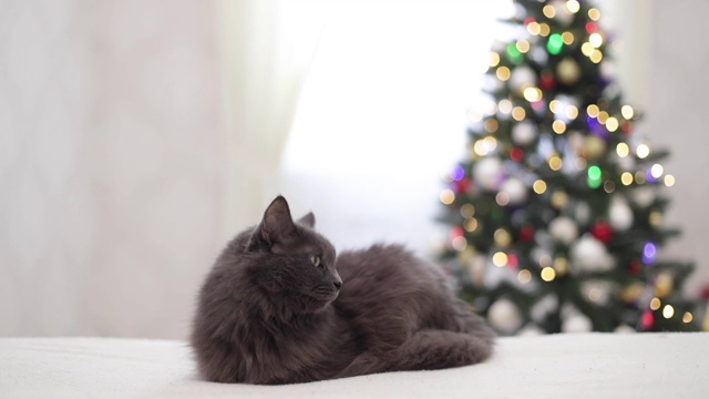 圣诞快乐!一只灰色有趣的猫躺在沙发上，背靠一棵装饰好的圣诞树。视频素材