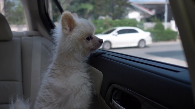 白色博美犬在车里视频素材