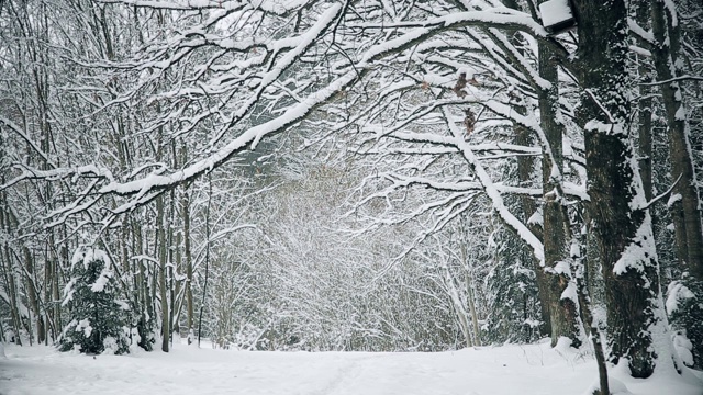 在森林公园的橡树上有很多雪视频素材