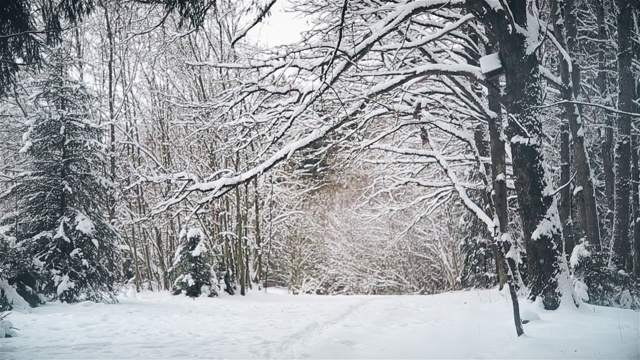 12月降雪后橡树林中的冬日视频素材