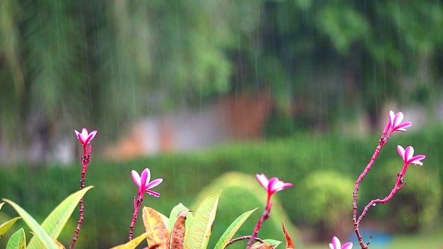 粉白色鸡蛋花和雨滴在模糊的花园背景视频素材