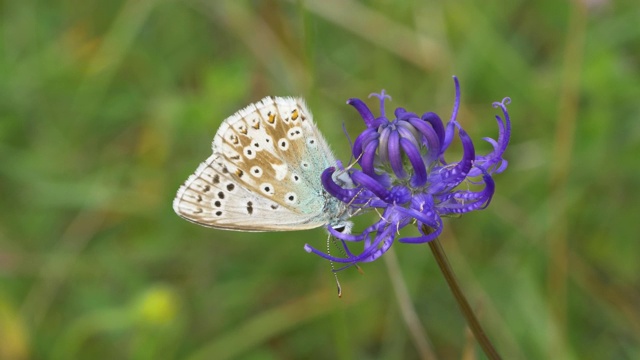 圆头莴苣上的白垩白蓝蝴蝶(Polyommatus coridon)视频素材