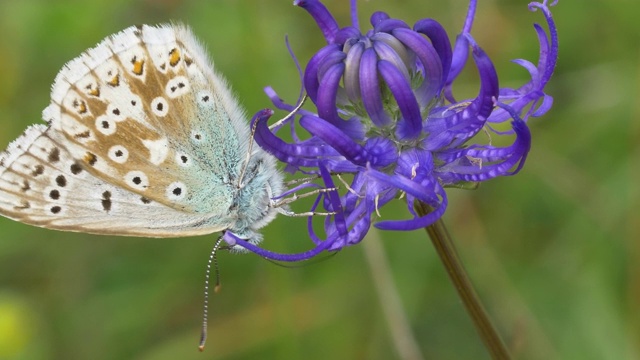 白垩白蓝蝴蝶(Polyommatus coridon)从圆头莴苣上起飞视频素材