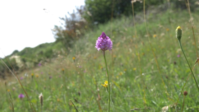 金字塔兰花(Anacamptis pyramidalis)草原，南丘陵视频素材