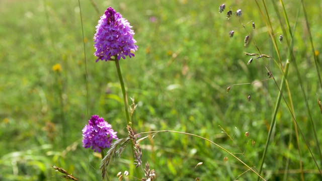 金字塔兰花(Anacamptis pyramidalis)草原，南丘陵视频素材