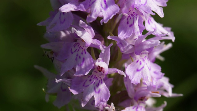 一种常见的花兰(Dactylorhiza fuchsii)，南唐斯视频素材