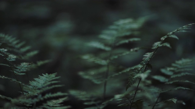 福雷斯特蕨类植物的近景。视频素材