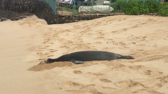 夏威夷僧海豹把头埋在沙子里视频素材