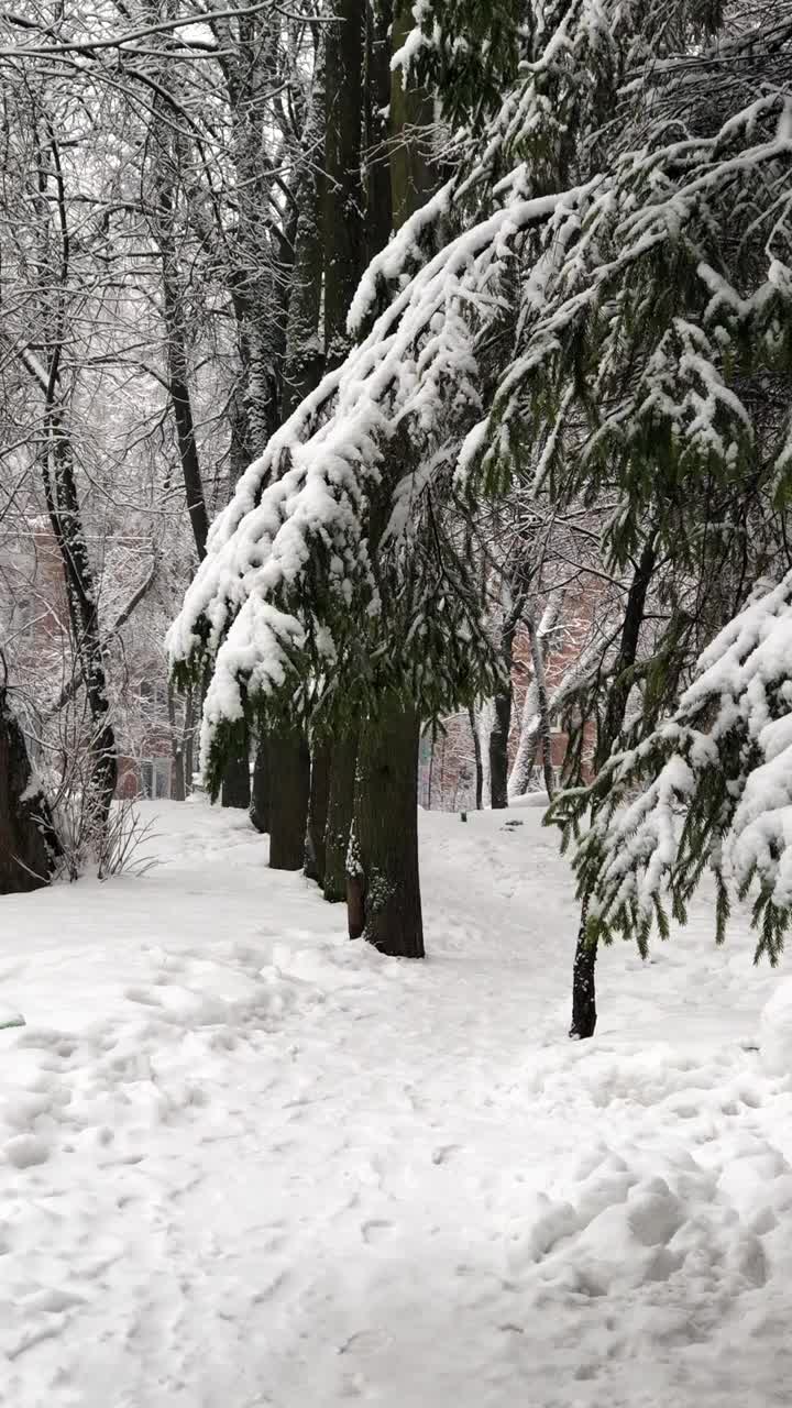 在冬天的一天，树下的雪在城市视频素材