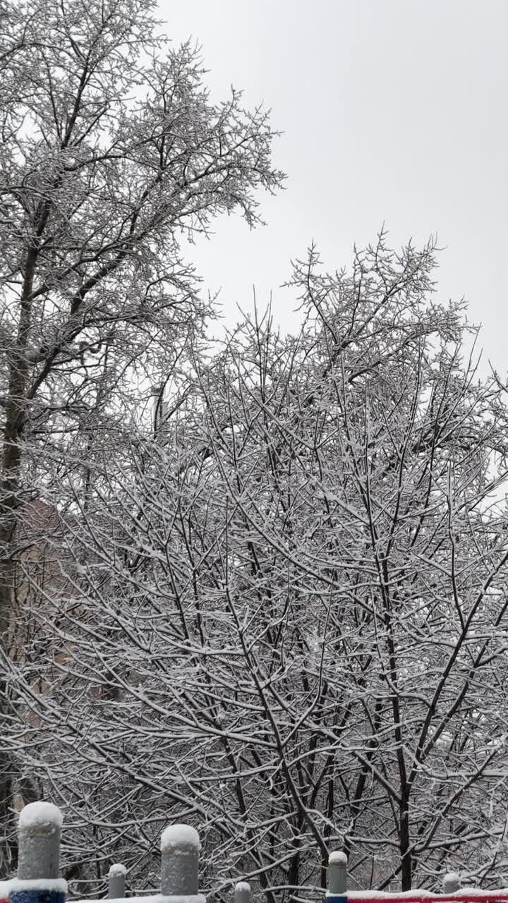 在冬天的一天，树下的雪在城市视频素材