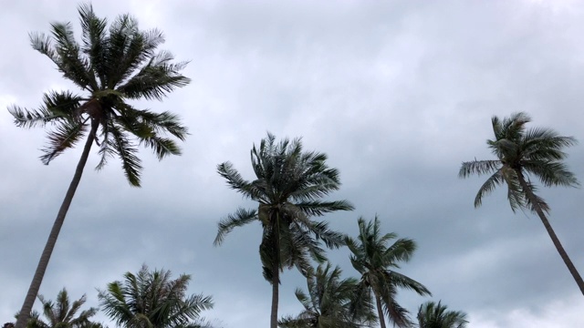 椰子树在多风的季风季节摇动视频下载